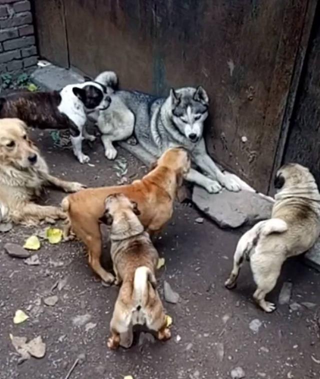 二哈和金毛出去浪，遭四隻小狗圍攻，二哈：4個打1個算啥沒事
