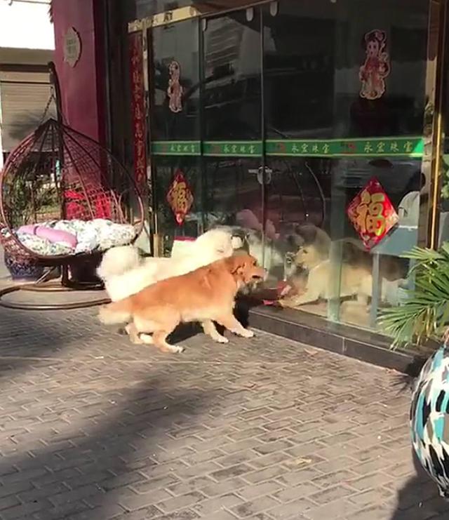 金毛跟著大白熊查街，看店狗子叫嚷挑釁，大白熊把玻璃門都干碎了