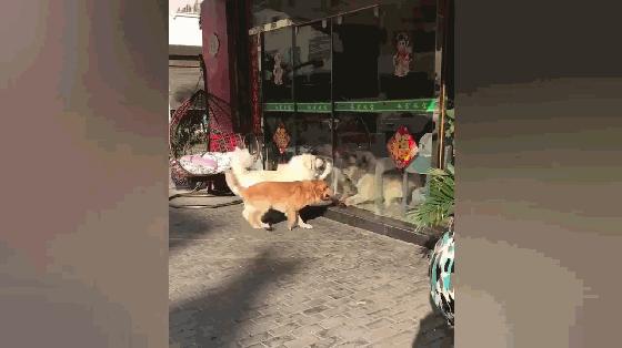 金毛跟著大白熊查街，看店狗子叫嚷挑釁，大白熊把玻璃門都干碎了