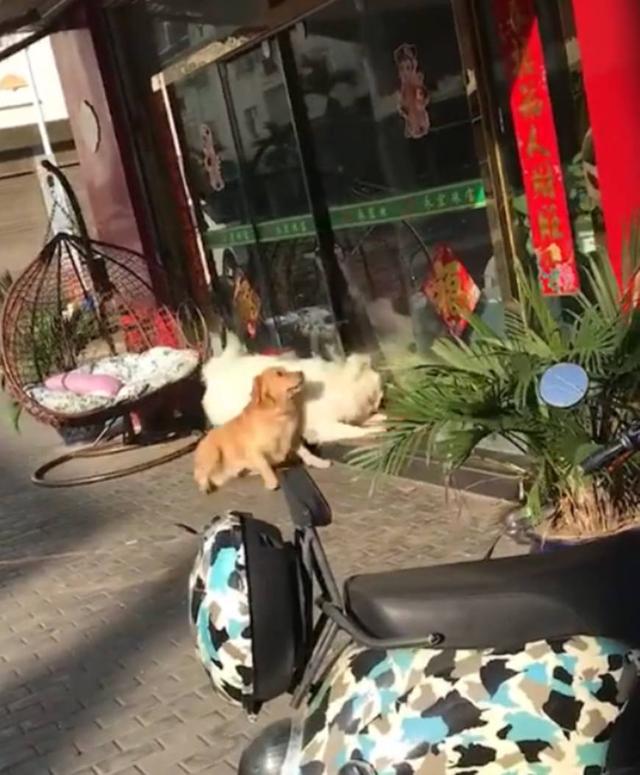 金毛跟著大白熊查街，看店狗子叫嚷挑釁，大白熊把玻璃門都干碎了