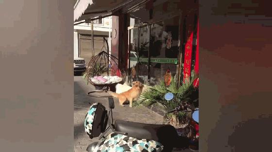 金毛跟著大白熊查街，看店狗子叫嚷挑釁，大白熊把玻璃門都干碎了