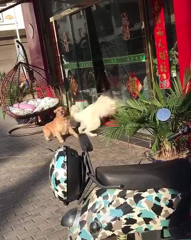 金毛跟著大白熊查街，看店狗子叫嚷挑釁，大白熊把玻璃門都干碎了