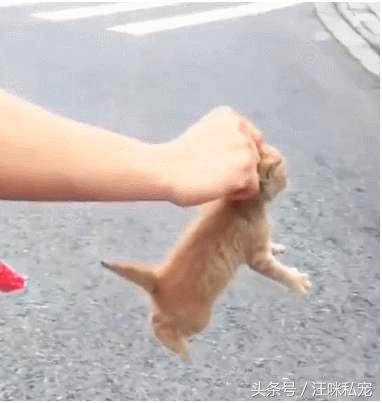小貓被救後，要以身相許，追著恩人拔腿就跑，網友：你就收下吧！ 