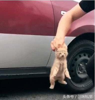 小貓被救後，要以身相許，追著恩人拔腿就跑，網友：你就收下吧！ 
