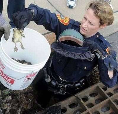 鴨媽媽與小鴨們正在搖搖擺擺的過馬路，剛過到對面轉頭一看，身邊竟然只剩下一隻小鴨！ 
