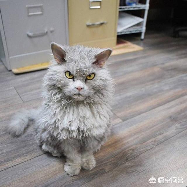 怎樣才能騙到寵物餵牠吃藥片？ 