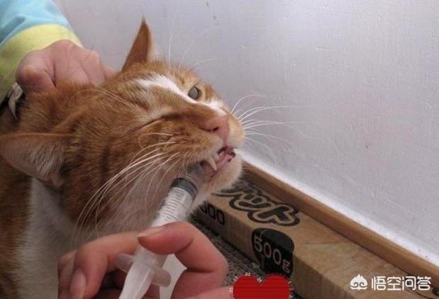 怎樣才能騙到寵物餵牠吃藥片？ 