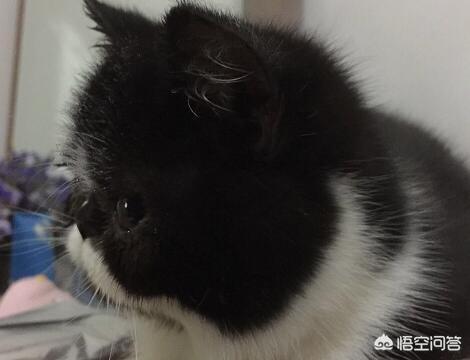 怎樣才能騙到寵物餵牠吃藥片？ 