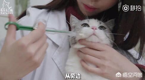 怎樣才能騙到寵物餵牠吃藥片？ 