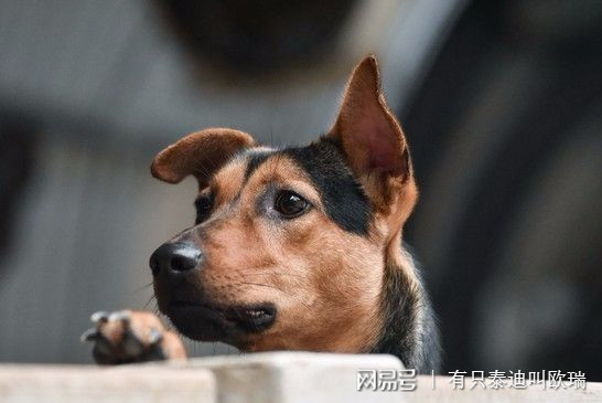 開車撞土狗！司機「放生路邊」沒救他　被判肇逃開罰、弔扣駕照 