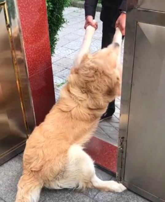 鄰居最近總是若有所思的看著金毛，知道原因後，讓我尷尬 