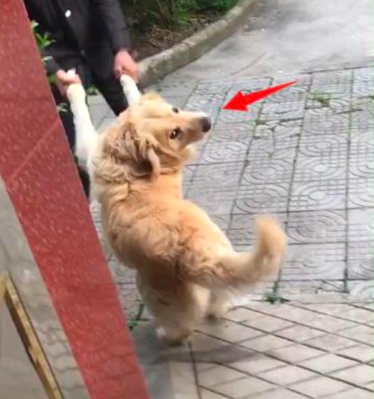 鄰居最近總是若有所思的看著金毛，知道原因後，讓我尷尬 
