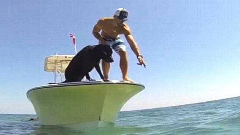 癱瘓流浪貓荒漠苦苦求生它要自己活下來因為它知道自己懷孕了
