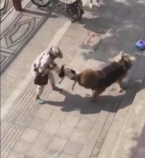 女主帶狗逛街，遇攔路藏獒襲擊，狗狗活活被咬..
