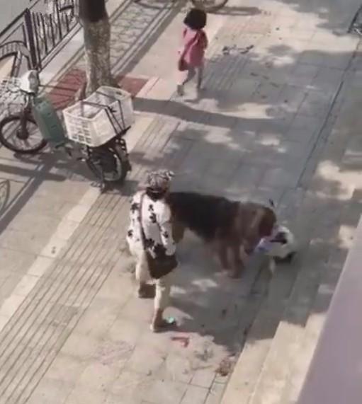 女主帶狗逛街，遇攔路藏獒襲擊，狗狗活活被咬..