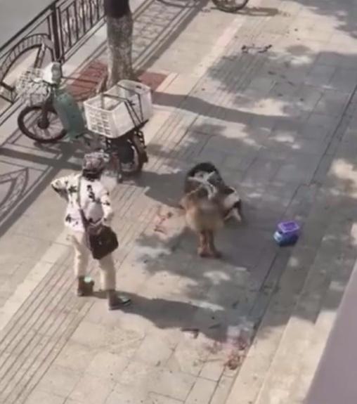 女主帶狗逛街，遇攔路藏獒襲擊，狗狗活活被咬..