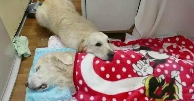 小金金看著馬麻「在自己眼前離開」...卻反過來舔舔主人：沒關係還有我陪你啊...
