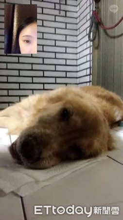 最後一次散步…15歲金金奔跑「燦笑享受陽光」，2天後「離開世界」主人淚崩：我好想你！
