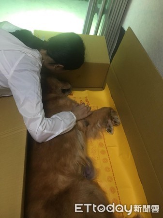 最後一次散步…15歲金金奔跑「燦笑享受陽光」，2天後「離開世界」主人淚崩：我好想你！