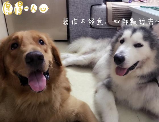 哈士奇心愛的老婆被主人送走，狗狗的復仇計劃已上線，哭笑不得