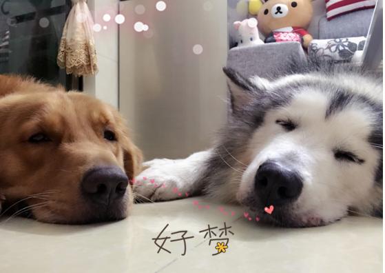 哈士奇心愛的老婆被主人送走，狗狗的復仇計劃已上線，哭笑不得
