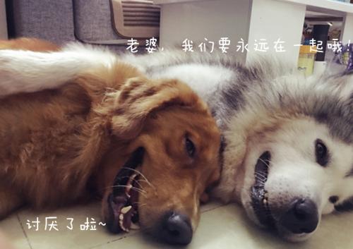 哈士奇心愛的老婆被主人送走，狗狗的復仇計劃已上線，哭笑不得