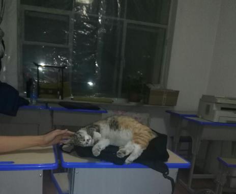 流浪貓媽媽向我求救，剛開始很嫌棄它，後來一幕讓我後悔不已