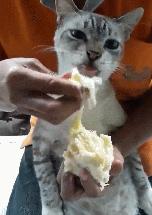 泰國一隻特喜歡吃榴槤的貓，大口大口吃好多，喂食手速都跟不上啊