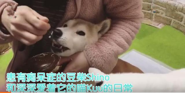 狗狗得了老年痴呆症，卻被喵深深地愛著