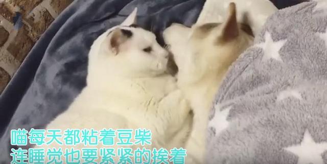 狗狗得了老年痴呆症，卻被喵深深地愛著