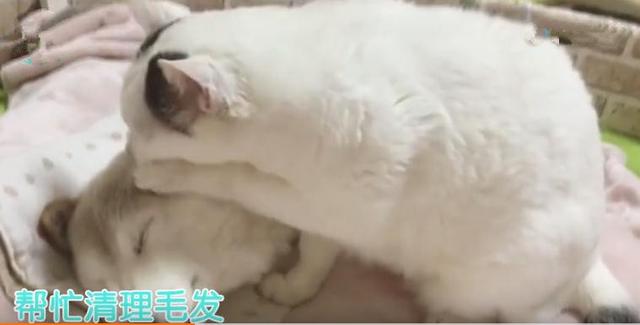 狗狗得了老年痴呆症，卻被喵深深地愛著
