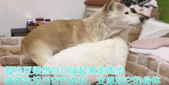 狗狗得了老年痴呆症，卻被喵深深地愛著