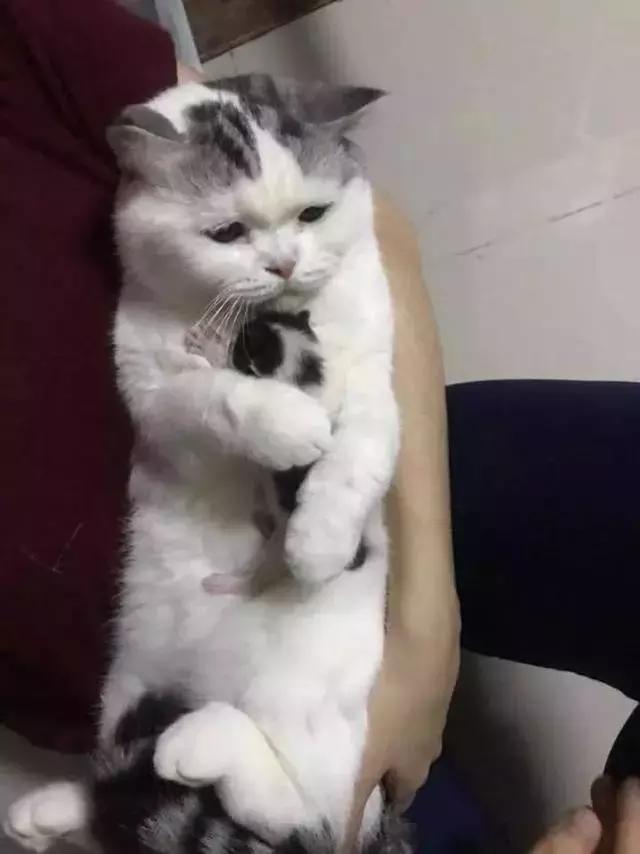 大貓咪死死的摟著小奶貓不撒手，喵：這是我的寶寶，你不許抱走！ 