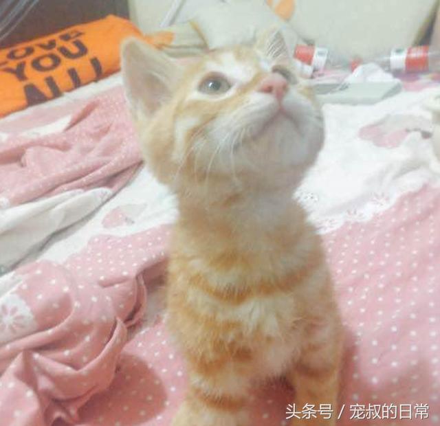 小橘喵「把金金當馬麻」！每天「睡前吸ㄋㄟㄋㄟ」金金很無奈：人家還是少女... 