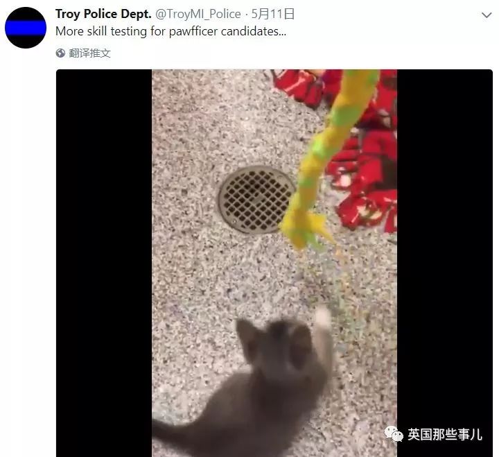 履行諾言！一隻喵最近入職宣誓警察局，這架勢很酷啊！
