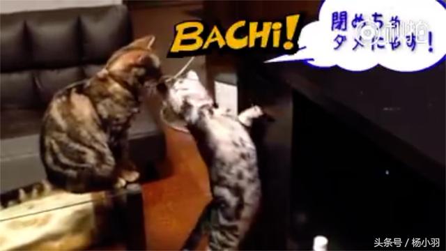 好不容易打開「神秘的抽屜」卻被豬隊友關上　灰貓暴怒送上一巴掌 