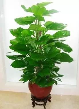 臥室風水忌諱的植物有哪些? 