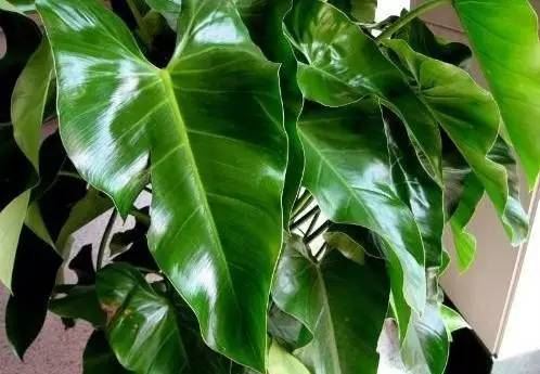 臥室風水忌諱的植物有哪些? 
