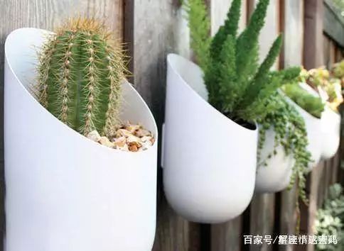 心理測試：你最喜歡哪一盆花？測測近期有沒有好事來找你！  