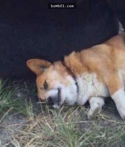 這隻柯基犬以為自己遇到黑熊立即就倒地裝死…它逼真的裝死表情被放大後更是每看必笑！