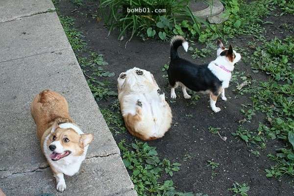 這隻柯基犬以為自己遇到黑熊立即就倒地裝死…它逼真的裝死表情被放大後更是每看必笑！