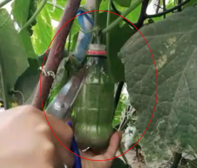 農村女子把可樂瓶套在黃瓜上引人嘲笑，幾個月後卻令人羨慕不已！