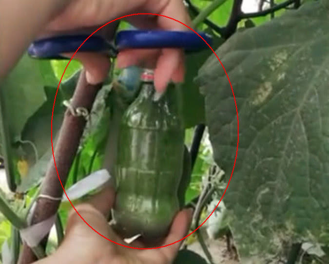 農村女子把可樂瓶套在黃瓜上引人嘲笑，幾個月後卻令人羨慕不已！