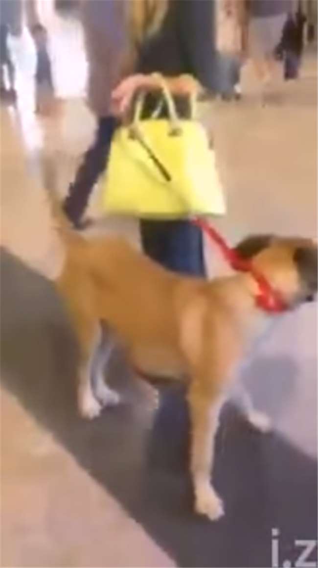 突然看到3年沒回家的男主人出現在面前...毛小孩瘋狂的反應讓人忍不住紅了眼眶！ 