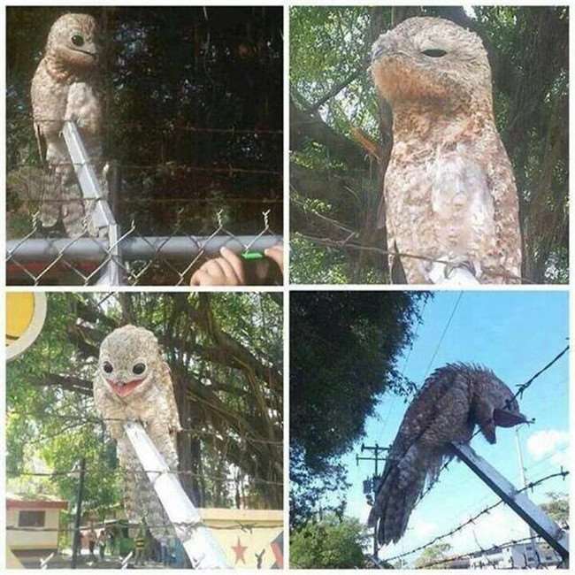 不知道誰家門口擺了一隻醜不啦嘰的布偶...殊不知牠是真實存在於地球上的奇妙生物！ 