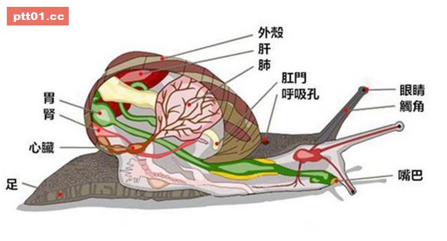 原本很好奇蝸牛的嘴巴在哪裡，但當我看了牠捕食的模樣...嚇尿啦！ 