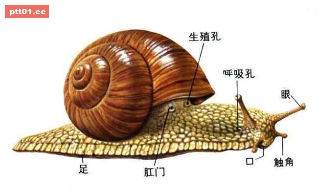原本很好奇蝸牛的嘴巴在哪裡，但當我看了牠捕食的模樣...嚇尿啦！ 