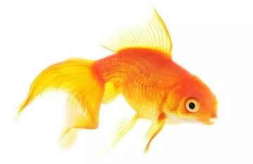 哪個魚比較漂亮？測出你近期會遇到啥樣的喜事  
