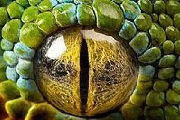 4隻眼睛，哪只是鱷魚的？測你在哪方面最惹人羨慕！  
