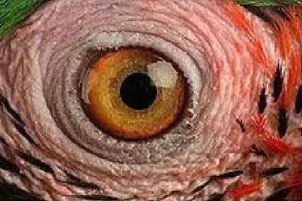 4隻眼睛，哪只是鱷魚的？測你在哪方面最惹人羨慕！  